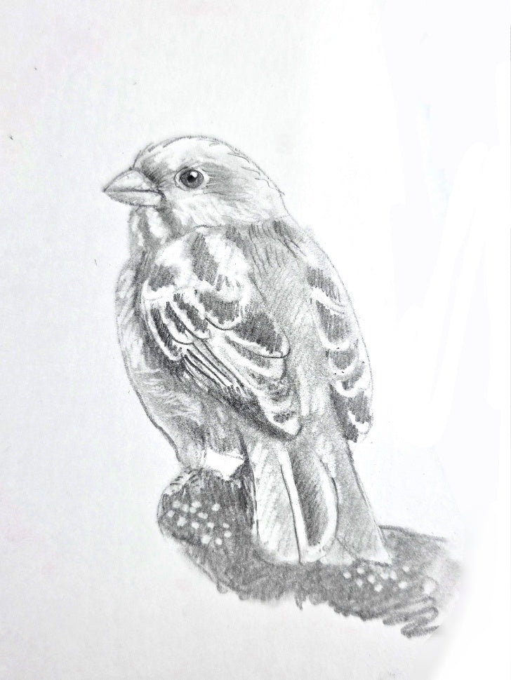 Workshop Julia Woning - Mus tekenen - zaterdag 9:45-10:30